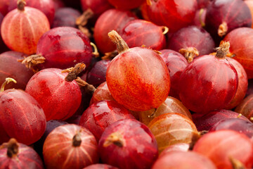 gooseberry focus macro detail closeup