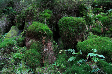 Obraz premium Old trunk of the tree in nature reserve of Babia Gora National Park, Poland