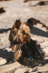 Cachorro de yorkshire en la playa. D&iacute;a soleado de viento en la playa.
