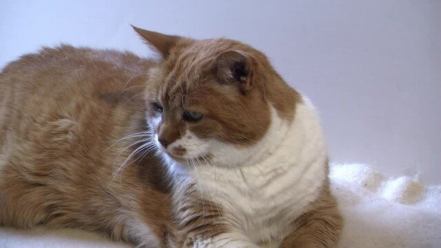 A Geriatric Cat Rests On A Blanket And Looks Left.