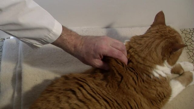 Pulling up the scruff on a cat in preparation for an insulin shot.