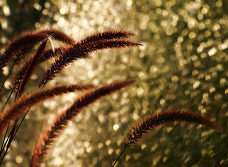 close up of a grass