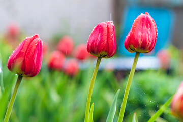 Fototapeta premium Red Tulips after the Rain in the garden. Selective focus.