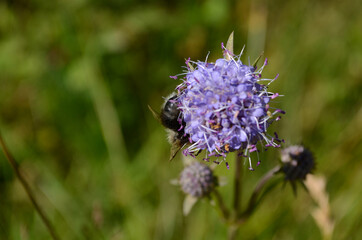 Devils-bit Scabious - Succisa pratensis, flowers macro, selective focus