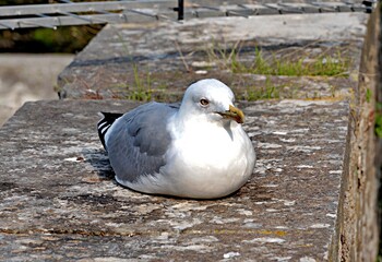 seagull on the pier ,seagull , bird , gull, ocean , sea, animal ,white, water , wild