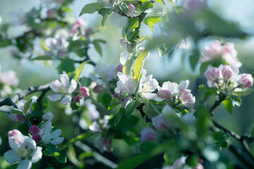  background with spring apple blossom. Blossoming branch in springtime