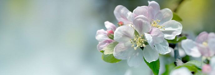 Fototapeta na wymiar background with spring apple blossom. Blossoming branch in springtime