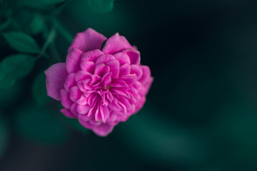 Obraz premium Mini pink rose flower on green background, Roses are flowers that are grown around the world because they are beautiful and fragrant.