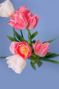 Close- up of pink tulips on a purple background. mother's day. Selective focus. International women day. March 8. Greeting card. Vertical photo.