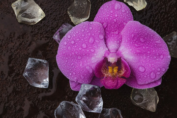 Pink orchid (Phalaenopsis) flower and ice or crystals on a rusty background, minimal art