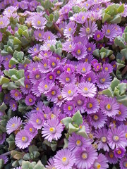 Lampranthus deltoides or oscularia deltoides. The deltoid-leaved dewplant, dassievygie or sandsteenvygie, a species of flowering succulent plant. Green leaves and purple flowers in a garden. 