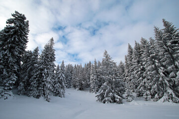 Winter landscape of Zywiec Beskids, near Rysianka peak, Poland