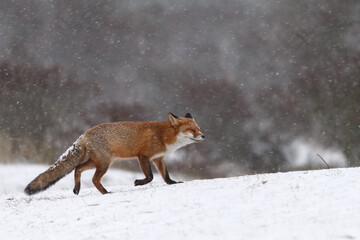 Red fox in snowy weather during a winterday.