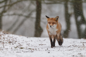 Red fox in snowy weather during a winterday.