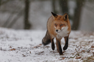 Naklejka na ściany i meble Red fox in snowy weather during a winterday.
