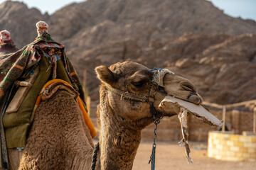 Closeup of camel eating carton in the desert