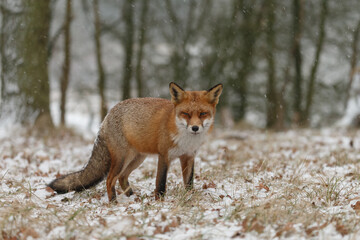 Naklejka na ściany i meble Red fox in snowy weather during a winterday.