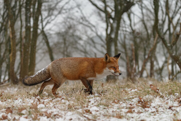 Red fox in snowy weather during a winterday.