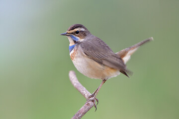 Happy fat bird having tail moving while perching on thin wood stick, male of bluethroat