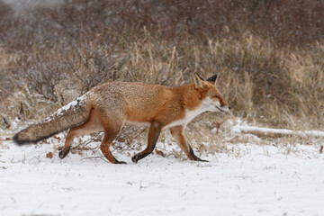 Red fox in snowy weather during a winterday.