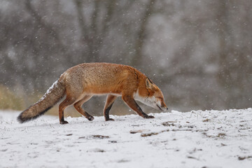 Red fox in snowy weather during a winterday.