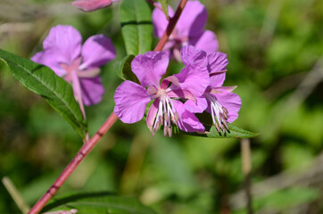 Macro of a wonderful magenta fireweed blossom (Chamaenerion angustifolium). Bright violet flowers of a rosebay willowherb.