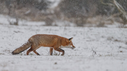 Red fox in snowy weather during a winterday.