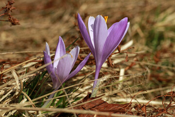 Spring crocus flowers, Rysianka peak, Zywiec Beskids, Poland