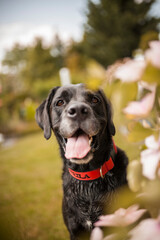 Potrait of an old Labrador retriever Dog with flowers in th garden. Happy Senior Dog