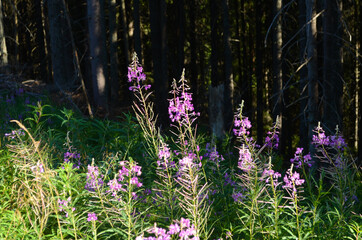 Naklejka premium wonderful magenta fireweed blossom (Chamaenerion angustifolium). Bright violet flowers of a rosebay willowherb.