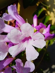 purple cattleya orchid with closeup shot
