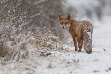 Red fox in snowy weather during a winterday.