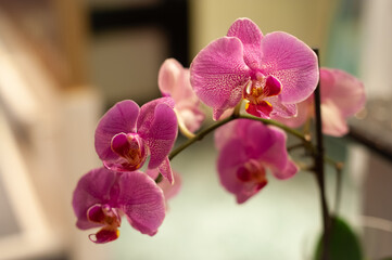 Orchidee