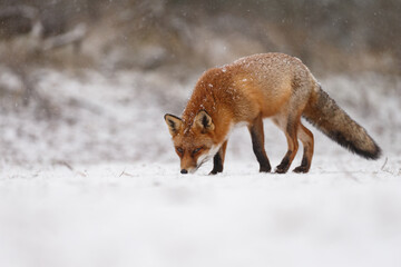 Red fox in snowy weather during a winterday.