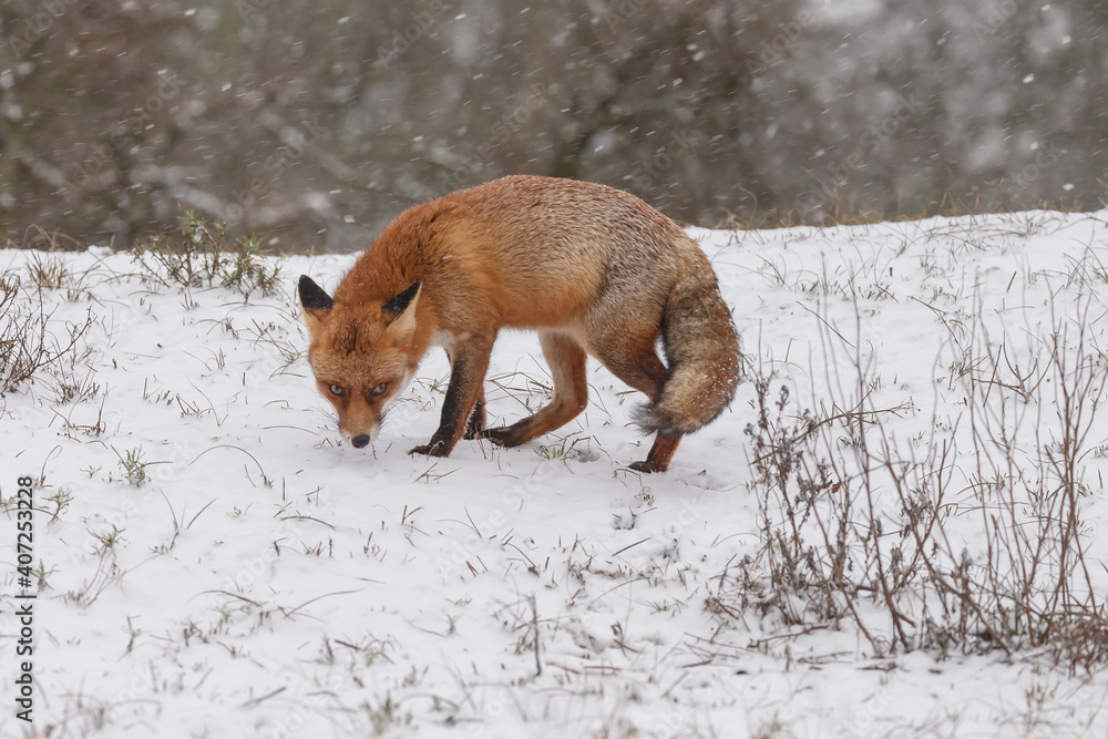 Wall mural red fox in snowy weather during a winterday.