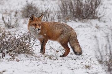 Red fox in snowy weather during a winterday.