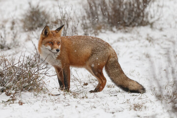 Red fox in snowy weather during a winterday.