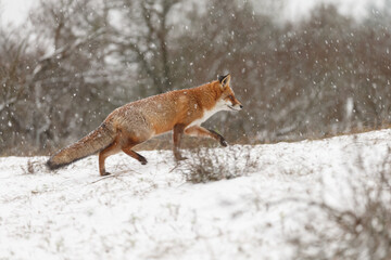 Red fox in snowy weather during a winterday.