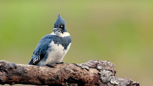 A belted kingfisher video clip n Florida in 4k