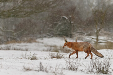 Red fox in snowy weather during a winterday.