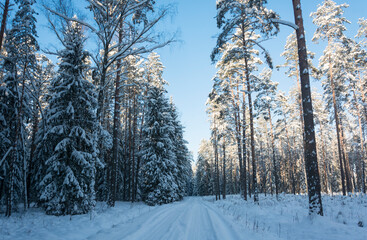 snow covered trees