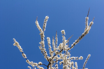 The plum blossom is the flower representing the early spring