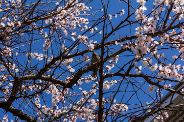 Spring Pink Cherry Blossoms with Blue Sky Background