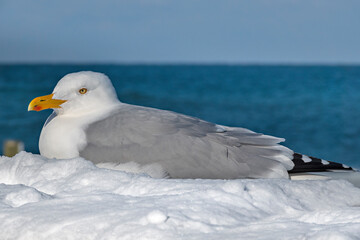 Seemöwe im Schnee auf der Promenade von Kühlungsborn