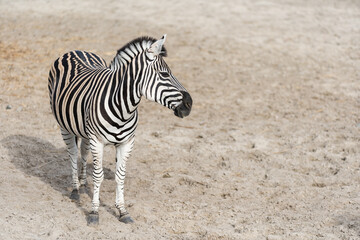 Fototapeta na wymiar Plain Burchell's Zebra female standing side view