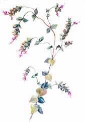 Botanical watercolor illustration. Grass. Spring Field Flower