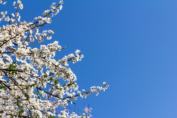 The plum blossom is the flower representing the early spring