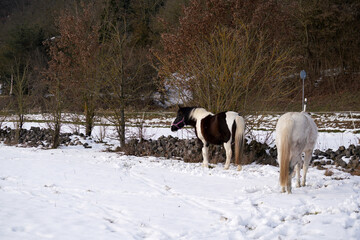 Horses in winter in the paddock when the snow cover is closed foraging in Bavaria