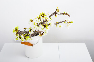 blossoming cherry flower branch at milk canister, white wood table