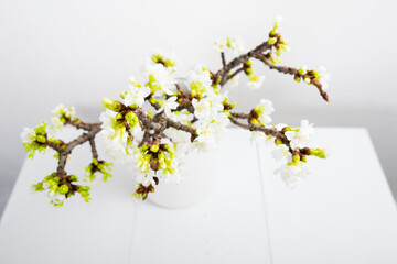 blossoming cherry flower branch at milk canister, white wood table